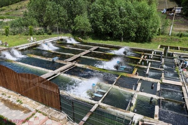 Păstrăvarii românești — destinația ideală pentru iubitorii de natură și relaxare