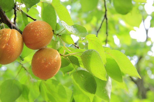 Deficiența de fier: cloroza ferică explicată