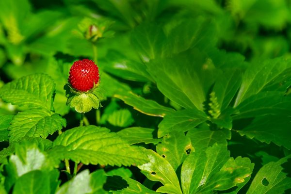 Ce beneficii are ceaiul de frunze de zmeur-sălbatic